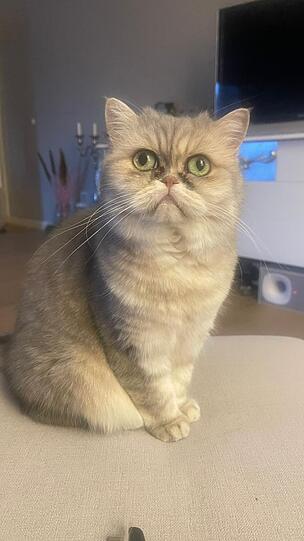 Berta