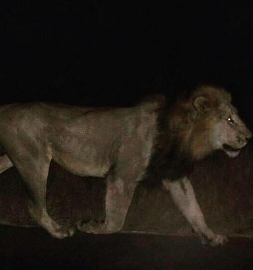 Wegen starker Überschwemmungen in Tiflis konnten zahlreiche Raubtiere aus dem Zoo ausbüxen. Die irren Bilder aus Georgien.