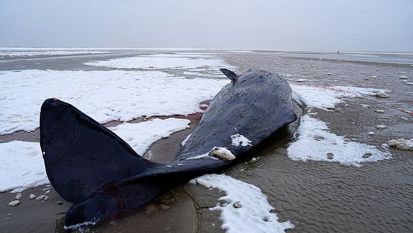 In D&auml;nemark sind mehrere Wale gestrandet.