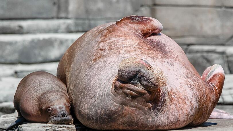 Am Donnerstag begeisterte das Walrossbaby im Tierpark Hagenbeck in Hamburg die Besucher. Die Bilder! Am Donnerstag begeisterte das Walrossbaby im Tierpark Hagenbeck in Hamburg die Besucher. Die Bilder!