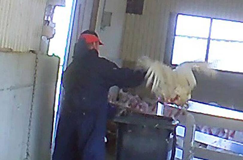 &bdquo;Notschlachtung&ldquo;: Immer wieder prügelt dieser Mann mit einem Holzscheit auf verletzte Puten ein.