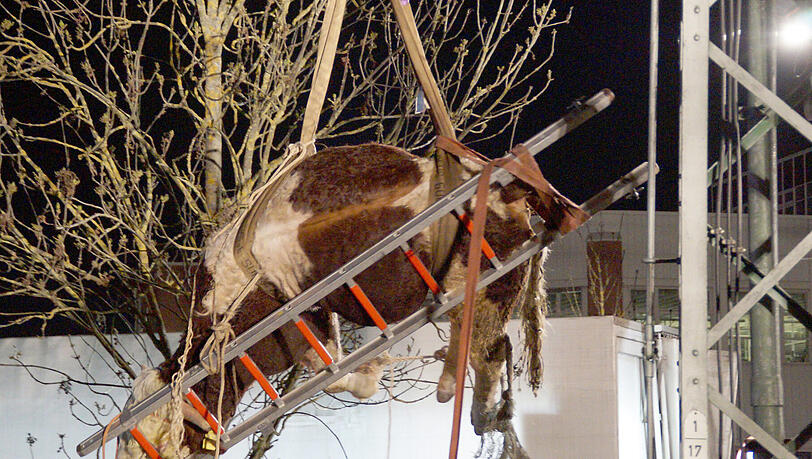 Mit einem Kran vom angrenzenden Daimler-Werksgelände hievte die Feuerwehr den Stier von den Bahngleisen. Mit einem Kran vom angrenzenden Daimler-Werksgelände hievte die Feuerwehr den Stier von den Bahngleisen.