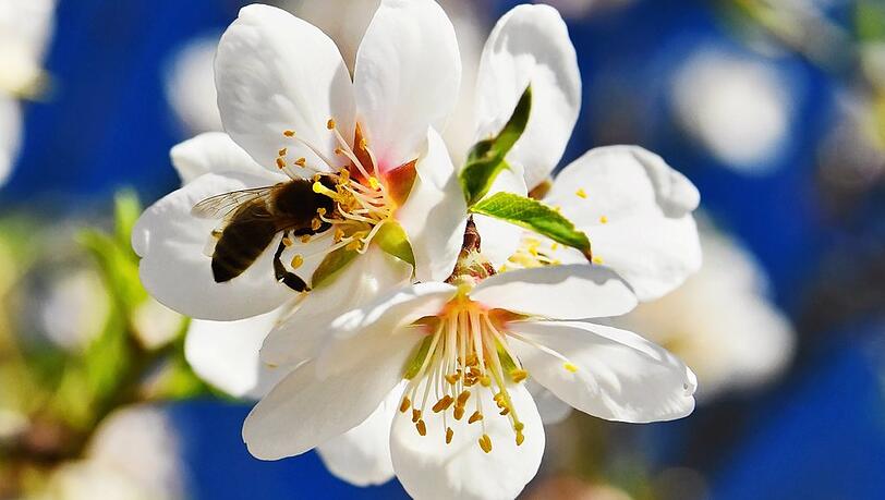 An bestimmten Blumen, Kr&auml;utern und Pflanzen f&uuml;hlen sich Bienchen besonders wohl.