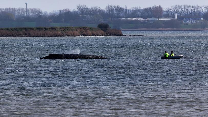 Einsatzkr&auml;fte der Feuerwehr benetzen den R&uuml;cken des Wals, der aus dem Wasser ragt.