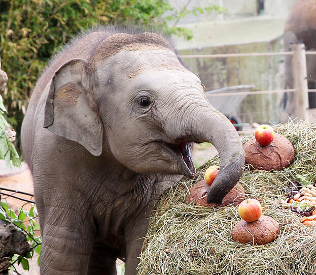 Elefantekind Ludwig ist am Sonntag ein Jahr geworden. Da gab es extra viel Obst von seinen Wärtern.