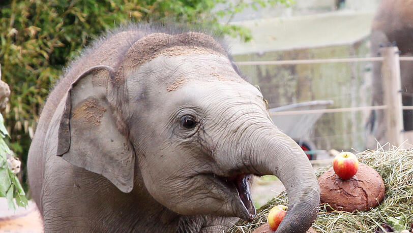Elefantekind Ludwig ist am Sonntag ein Jahr geworden. Da gab es extra viel Obst von seinen Wärtern. Elefantekind Ludwig ist am Sonntag ein Jahr geworden. Da gab es extra viel Obst von seinen Wärtern.