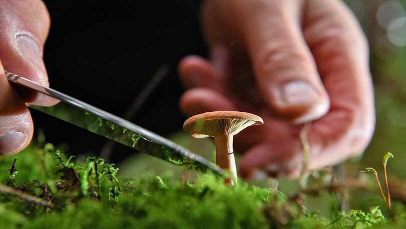 Ein Mann setzt ein Taschenmesser am Stiel eines braunen Milchlings (Lactarius) an, um diesen abzuschneiden. (Symbolbild) Ein Mann setzt ein Taschenmesser am Stiel eines braunen Milchlings (Lactarius) an, um diesen abzuschneiden. (Symbolbild)