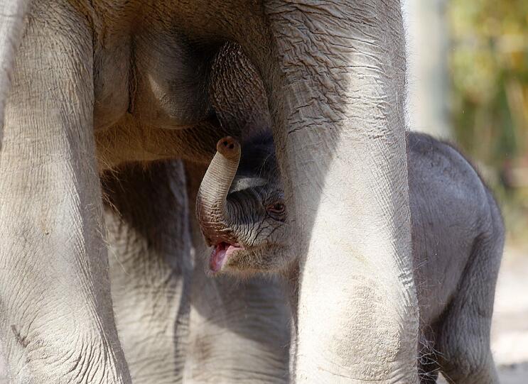 So süß! Am Dienstag hatte das bisher noch namenlose Elefantenmädchen offiziellen Fototermin im Freigehege des Tierparks Hellabrunn. Gemeinsam mit Mamma Panang und noch ein wenig tollpatschig erkundete das Dickhäuter-Baby seine neue Umgebung.