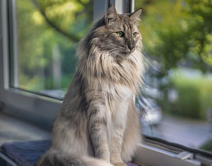 Anouk