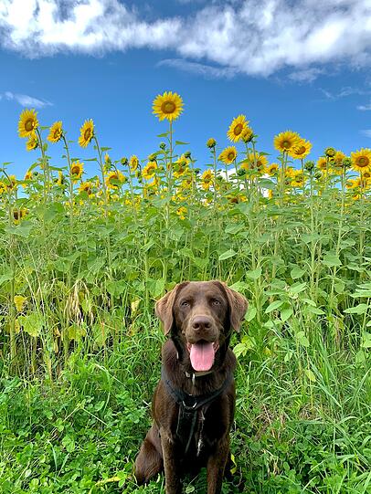 Lilly