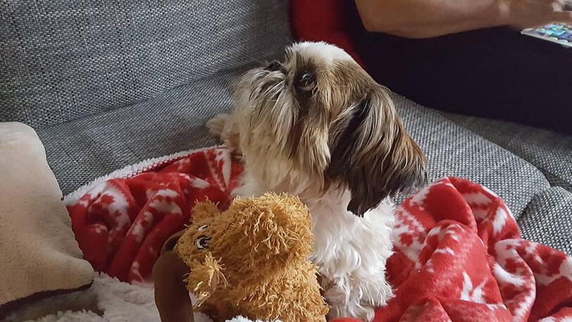 Süß! Shih Tzu 'Spike'