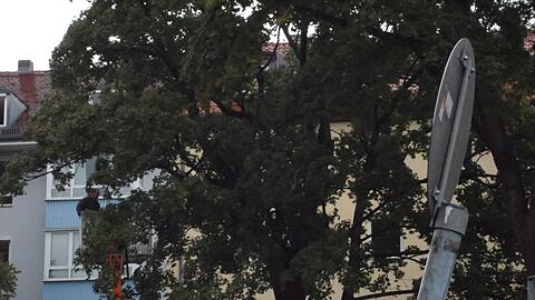 Die letzte Bäume an der nordöstlichen Seite am Josephsplatz, Ecke Adelheidstraße werden umgesägt...