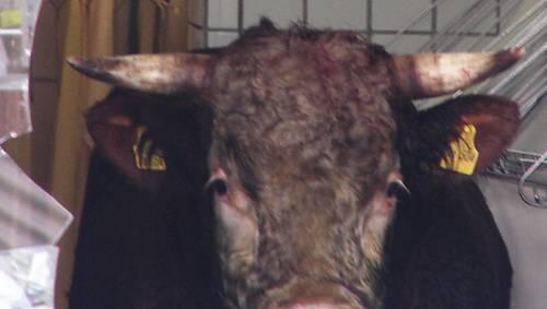 Ein 950 Kilo schwerer Stier hat in Kronach die Polizei in Atem gehalten. (Symbolbild) Ein 950 Kilo schwerer Stier hat in Kronach die Polizei in Atem gehalten. (Symbolbild)