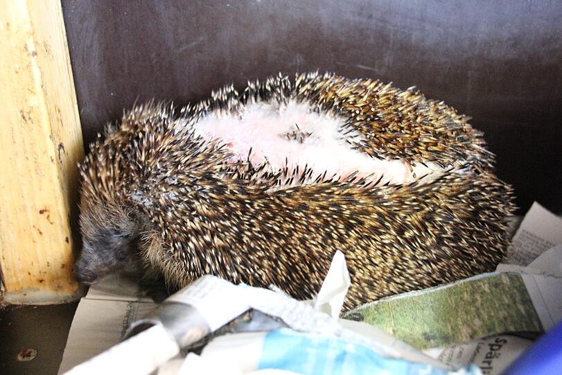 Igel vom Rasenmäher erwischt