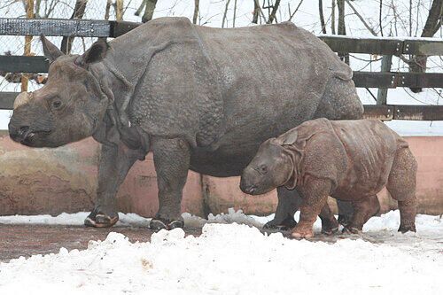 Die Panzernashorn-Familie beim täglichen Winterspaziergang: Kälte sind für Rhinozeros-Dame &bdquo;Purana&ldquo; und ihren Nachwuchs &bdquo;Seto Paitala&ldquo; kein Problem.