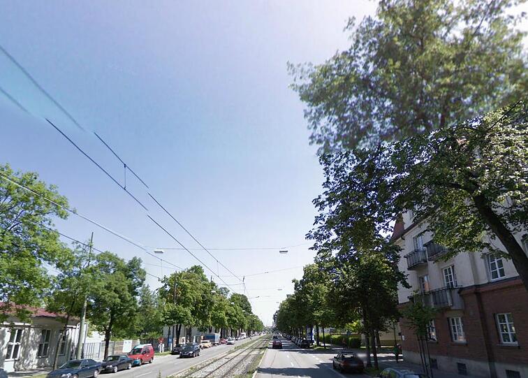 Die Kastanien an der Dachauer Straße sind krank. Deshalb werden sie gefällt.
