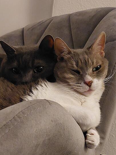 Katzen Frankie und Sonia