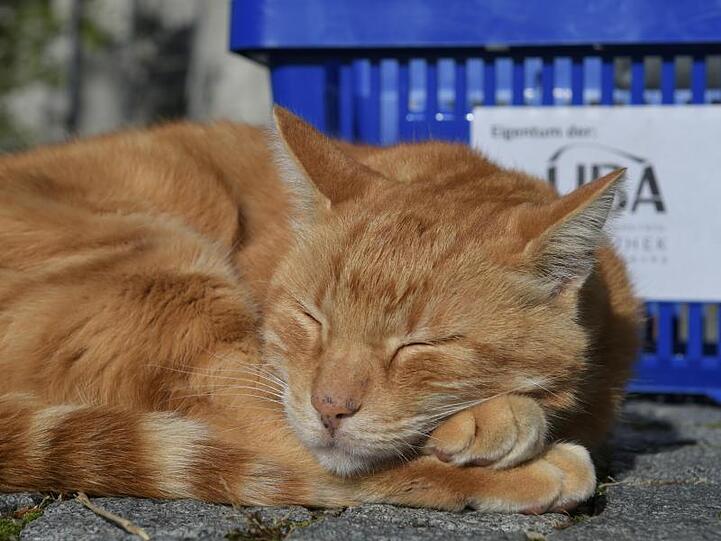 Die über das Universitätsgelände streunende "CampusCat" ist ein Maskottchen der Studierenden in Augsburg. Foto: Stefan Puchner/Archivbild