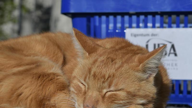 Die über das Universitätsgelände streunende "CampusCat" war ein Maskottchen der Studierenden in Augsburg.