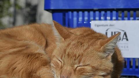 Die über das Universitätsgelände streunende "CampusCat" war ein Maskottchen der Studierenden in Augsburg.