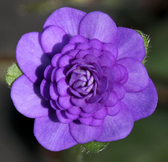 Hepatica 'Shigyoku' Violettes Juwel, gefüllte Form.