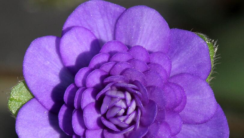 Hepatica 'Shigyoku' Violettes Juwel, gefüllte Form. Hepatica 'Shigyoku' Violettes Juwel, gefüllte Form.