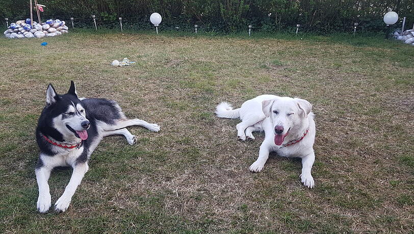 Die beiden Hunde der Familie Tekinalp. Dem Husky (links) wurde bei der Attacke 2019 ein handgroßes Stück Fell am Hals herausgebissen. Die Boerboels (r.) bissen auch Tochter und Sohn Tekinalp so heftig, dass sie operiert werden mussten. Die beiden Hunde der Familie Tekinalp. Dem Husky (links) wurde bei der Attacke 2019 ein handgroßes Stück Fell am Hals herausgebissen. Die Boerboels (r.) bissen auch Tochter und Sohn Tekinalp so heftig, dass sie operiert werden mussten.