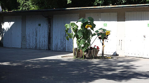 In der Pilgersheimer Straße: Mindestens einer kann hier nicht mehr in seine Garage – vielleicht aber Sonnenblumenöl für den Eigenbedarf herstellen.