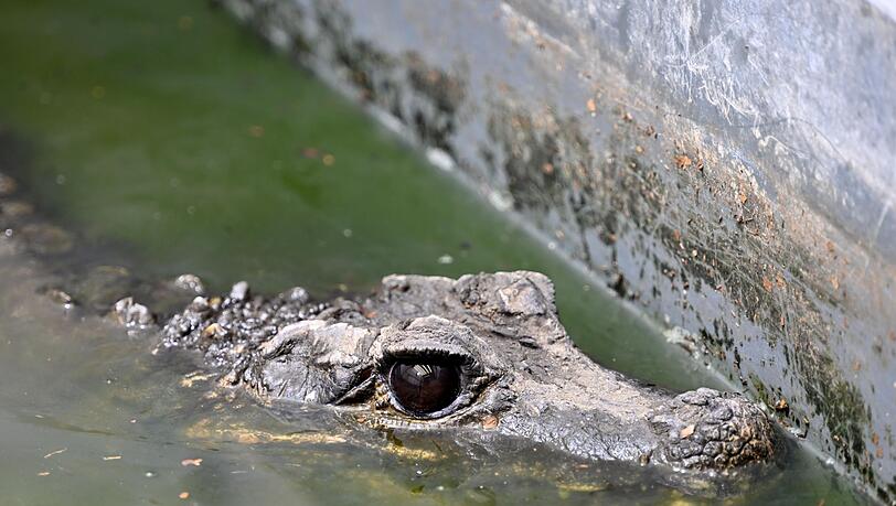 Stumpfkrokodil (Osteolaemus tetraspis) ist in der Reptilienauffangstation für exotische Tiere zu sehen.