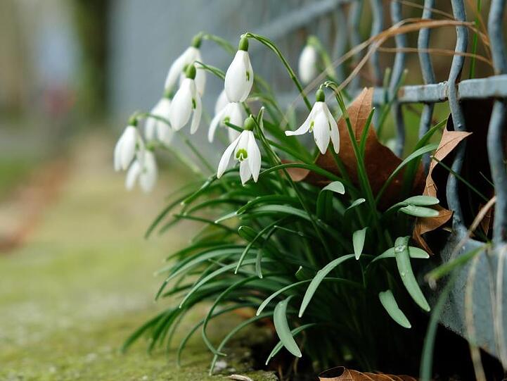 Schneeglöckchen ohne Schnee: Der zu Ende gehende Winter in Deutschland war der zweitwärmste seit Beginn der Aufzeichnungen im Jahr 1881.
