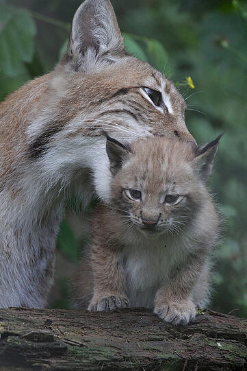 Weitere Bilder der Hellebrunner Luchsbabys Paula und Pep.