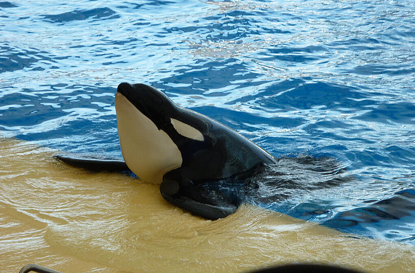 Orca-Show im Loro-Park.