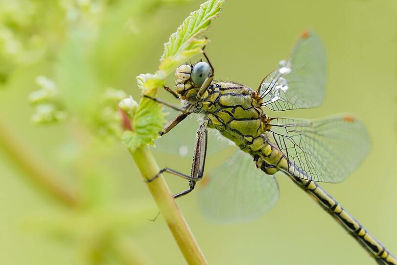 Schillernd: das Weibchen des Großen Blaupfeils.