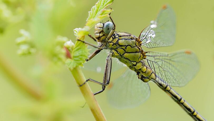 Schillernd: das Weibchen des Großen Blaupfeils. Schillernd: das Weibchen des Großen Blaupfeils.