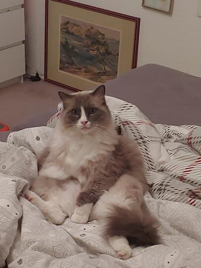 Odin