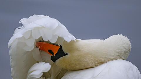 Warum der Schwan verschwand, ist unklar. (Symbolbild)
