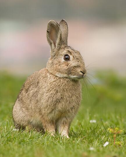 Wildkaninchen sind putzig, werden in der Stadt aber manchmal zum Problem.