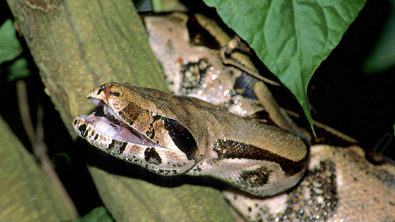 Eine ausgewachsene Boa constrictor. (Symbolbild)