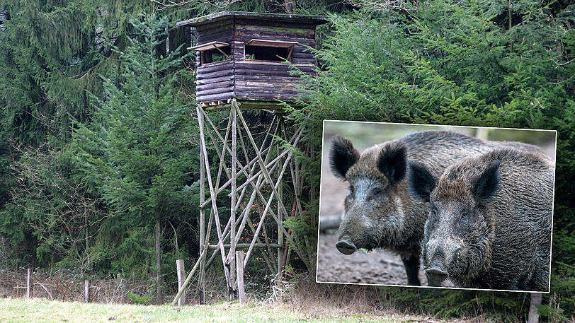 Wildschweine sind ziemlich neugierige Tiere &ndash; und nicht ungefährlich.