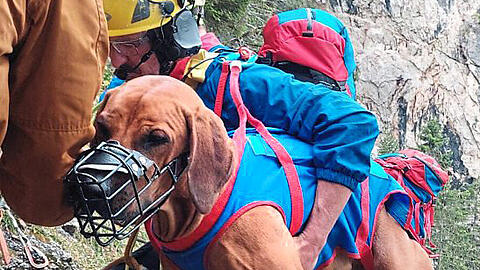 Das Hundegeschirr hatte die Bergwacht erst neu angeschafft.
