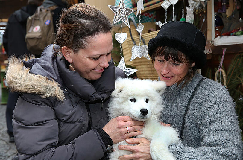 Auch auf dem Haidhauser Weihnachtsmarkt ist Shana der Star: Jasmin und Annette nehmen das Tier in die Mitte.