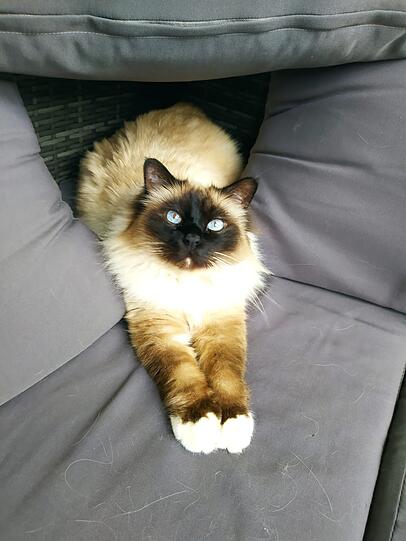 Amigo