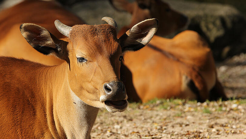 Eine Banteng-Kuh der Herde in Hellabrunn.
