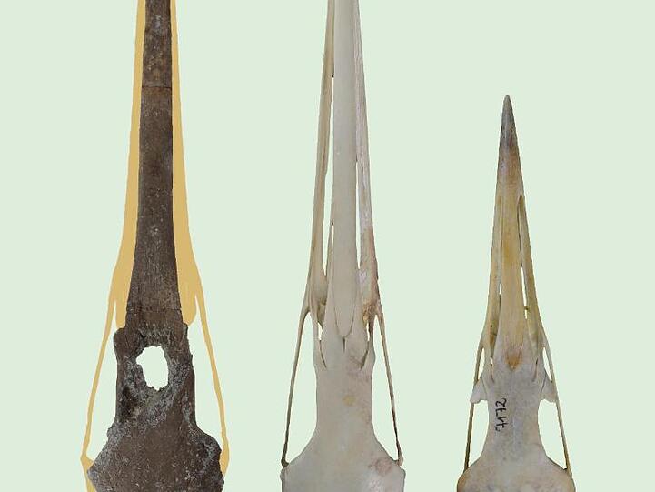 Die Aufnahme zeigt einen Schädel eines Kranichs aus der Fossilfundstelle Hammerschmiede (l). Foto: Gerald Mayr/Senckenberg/dpa