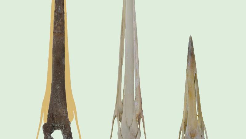 Die Aufnahme zeigt einen Schädel eines Kranichs aus der Fossilfundstelle Hammerschmiede (l). Foto: Gerald Mayr/Senckenberg/dpa Die Aufnahme zeigt einen Schädel eines Kranichs aus der Fossilfundstelle Hammerschmiede (l). Foto: Gerald Mayr/Senckenberg/dpa