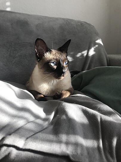 Prinzessin Nala