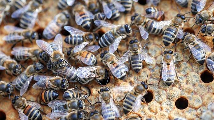 Der Unbekannte warf mehrere Bienenstöcke um und tötete dadurch tausende Bienen. (Archivbild)