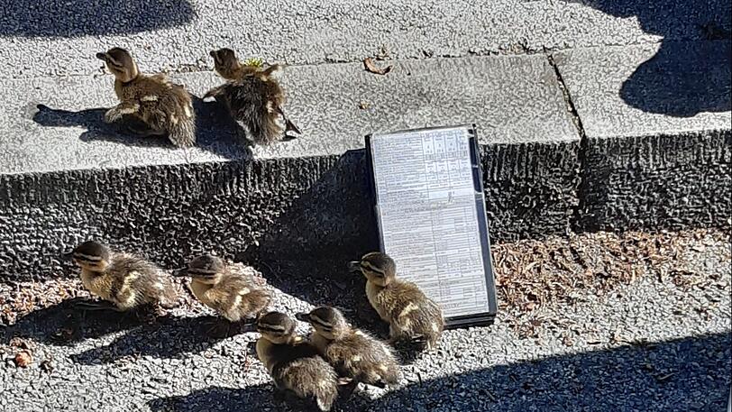 Mit einem Verwarnblock als Rampe konnten die Küken den hohen Randstein erklimmen.