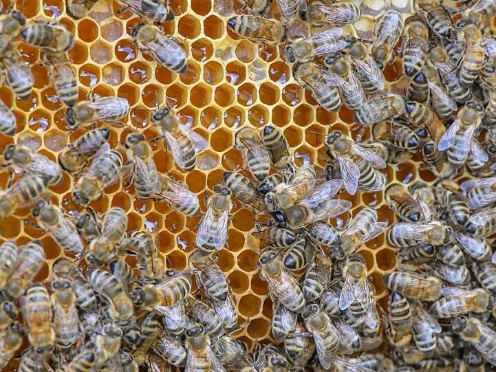 Bienen sind auf einer Wabe voller Honig zu sehen. Foto: Patrick Pleul/Archiv