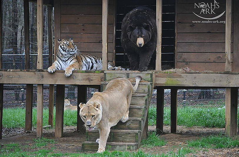 Bär, Tiger und Löwe zusammen. Wie im (Dschungel-)Buch